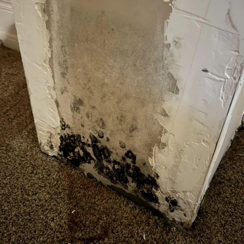Professional Mold Removal in Winchester, VA